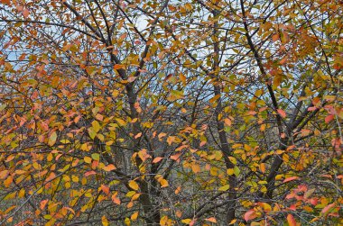 Sonbahar kırsal manzarası, akşam günbatımı.