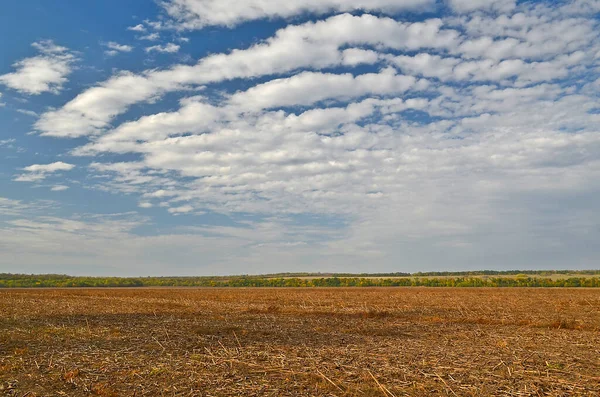 Campo Invierno Verde Finales Otoño Junto Arado — Foto de Stock