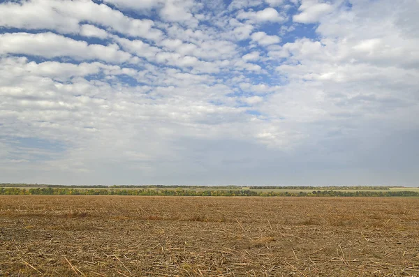 Campo Invierno Verde Finales Otoño Junto Arado — Foto de Stock