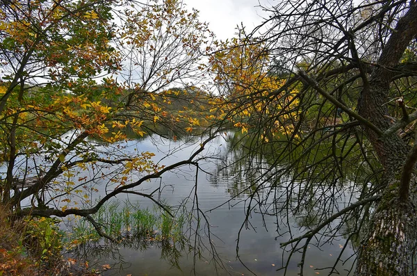 雨の中 森の中の秋の冷たい川 — ストック写真