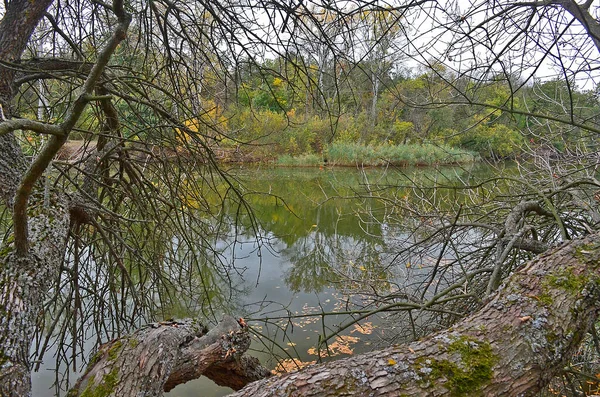 Herbstlicher Kalter Fluss Wald Bei Regen — Stockfoto