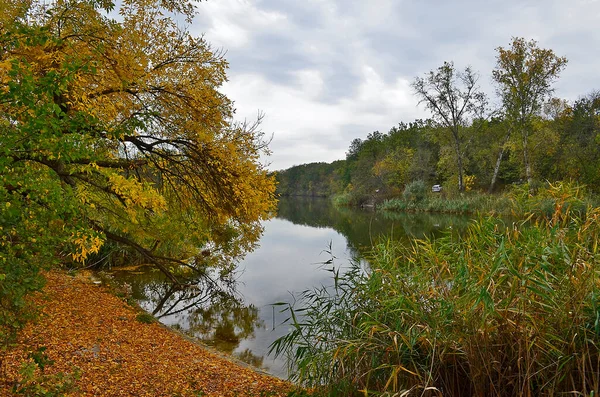 Herbstlicher Kalter Fluss Wald Bei Regen — Stockfoto