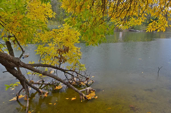 Río Frío Otoñal Bosque Durante Lluvia —  Fotos de Stock