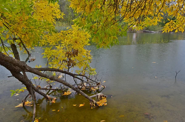 Río Frío Otoñal Bosque Durante Lluvia —  Fotos de Stock