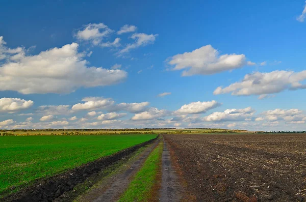 Green Winter Field Late Autumn Next Plowing — Stock Photo, Image