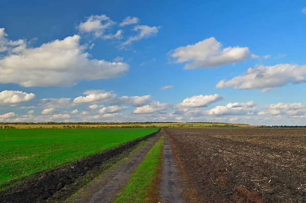 Green Winter Field Late Autumn Next Plowing — Stock Photo, Image