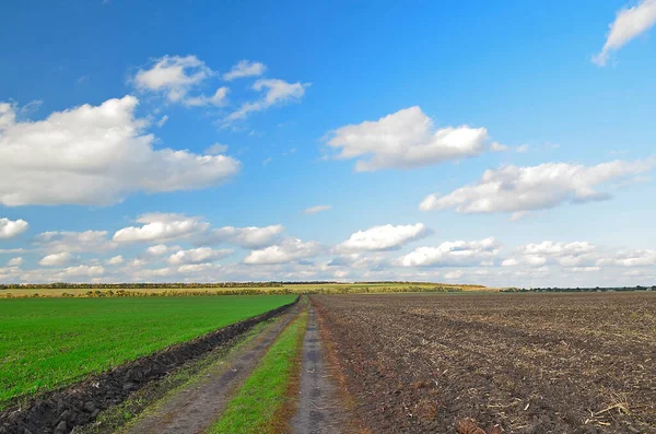 Green winter field in late autumn, next to plowing.