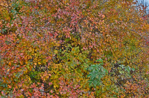 Осенний Пейзаж Вечерний Закат — стоковое фото