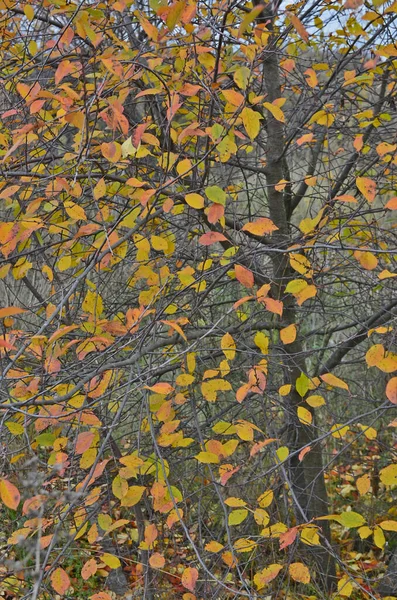 Herfst Landschap Avond Zonsondergang — Stockfoto