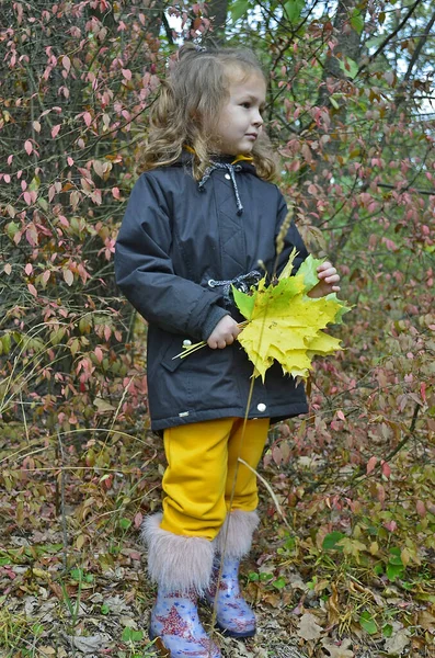 Mooi Kind Meisje Wandelingen Herfst Bos — Stockfoto