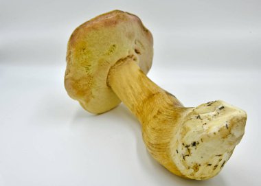 Ormanda toplanan Porcini mantarları, saf ekolojik bir ürün..