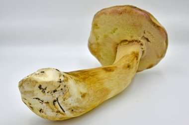 Ormanda toplanan Porcini mantarları, saf ekolojik bir ürün..