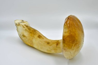 Ormanda toplanan Porcini mantarları, saf ekolojik bir ürün..