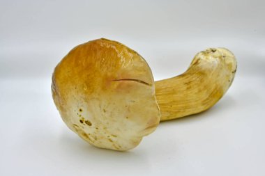 Ormanda toplanan Porcini mantarları, saf ekolojik bir ürün..