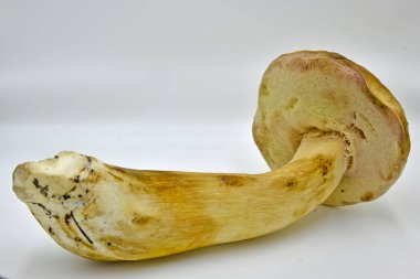 Ormanda toplanan Porcini mantarları, saf ekolojik bir ürün..