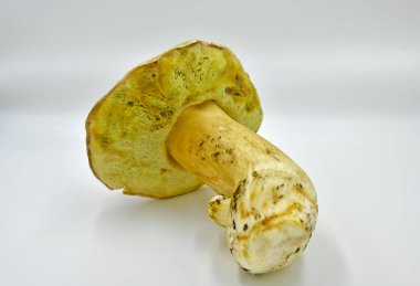 Ormanda toplanan Porcini mantarları, saf ekolojik bir ürün..