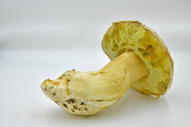 Ormanda toplanan Porcini mantarları, saf ekolojik bir ürün..