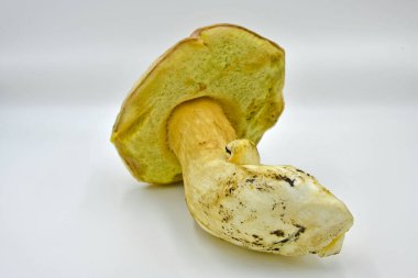 Ormanda toplanan Porcini mantarları, saf ekolojik bir ürün..