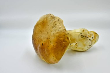 Ormanda toplanan Porcini mantarları, saf ekolojik bir ürün..