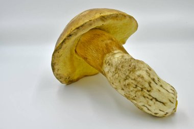 Ormanda toplanan Porcini mantarları, saf ekolojik bir ürün..