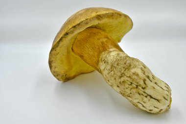 Ormanda toplanan Porcini mantarları, saf ekolojik bir ürün..