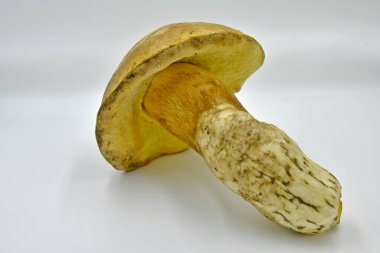 Ormanda toplanan Porcini mantarları, saf ekolojik bir ürün..