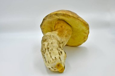 Ormanda toplanan Porcini mantarları, saf ekolojik bir ürün..