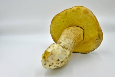 Ormanda toplanan Porcini mantarları, saf ekolojik bir ürün..