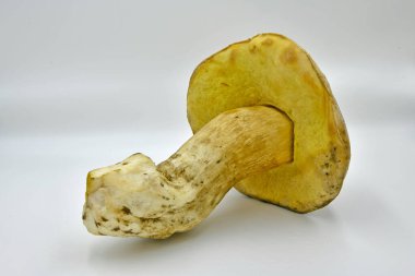 Ormanda toplanan Porcini mantarları, saf ekolojik bir ürün..