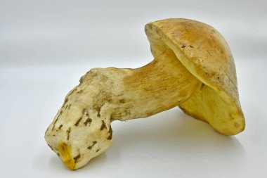 Ormanda toplanan Porcini mantarları, saf ekolojik bir ürün..