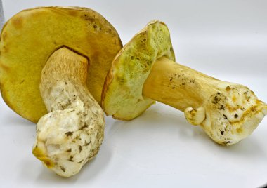 Ormanda toplanan Porcini mantarları, saf ekolojik bir ürün..