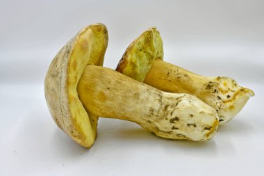 Ormanda toplanan Porcini mantarları, saf ekolojik bir ürün..