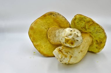 Ormanda toplanan Porcini mantarları, saf ekolojik bir ürün..