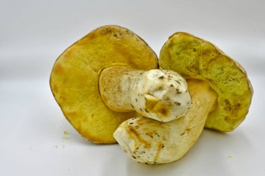 Ormanda toplanan Porcini mantarları, saf ekolojik bir ürün..