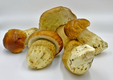 Ormanda toplanan Porcini mantarları, saf ekolojik bir ürün..