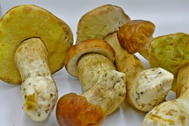 Ormanda toplanan Porcini mantarları, saf ekolojik bir ürün..