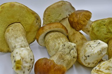 Ormanda toplanan Porcini mantarları, saf ekolojik bir ürün..