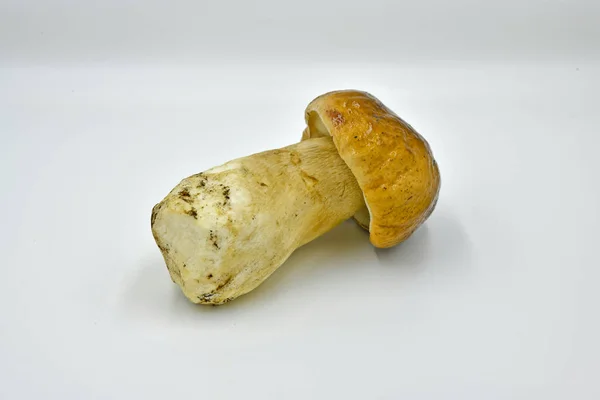 Cogumelos Porcini Coletados Floresta Produto Ecológico Puro — Fotografia de Stock