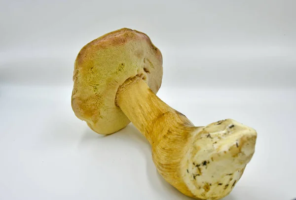 Setas Porcini Recogidas Bosque Producto Ecológico Puro — Foto de Stock