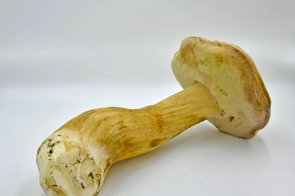 Setas Porcini Recogidas Bosque Producto Ecológico Puro — Foto de Stock