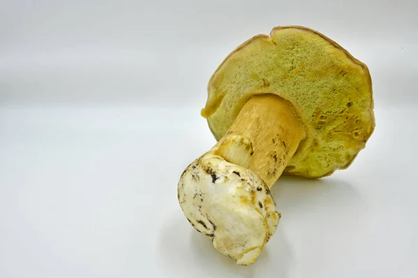 Setas Porcini Recogidas Bosque Producto Ecológico Puro — Foto de Stock