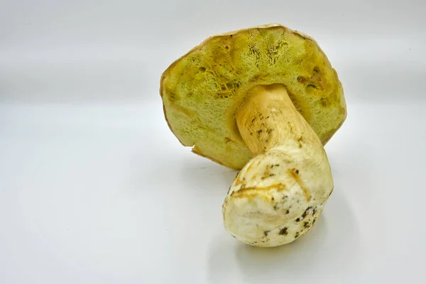 Setas Porcini Recogidas Bosque Producto Ecológico Puro — Foto de Stock