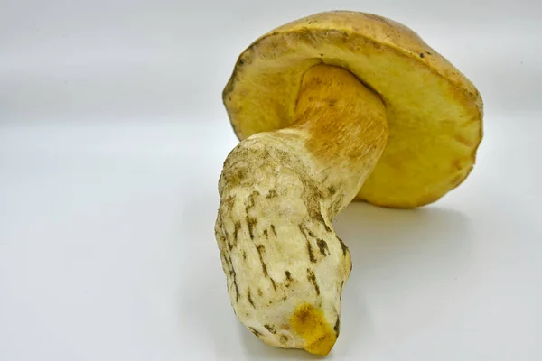 Setas Porcini Recogidas Bosque Producto Ecológico Puro — Foto de Stock