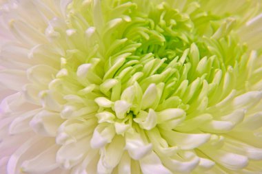 Makro fotoğrafçılıkta farklı renkte güzel kasımpatı tomurcukları.