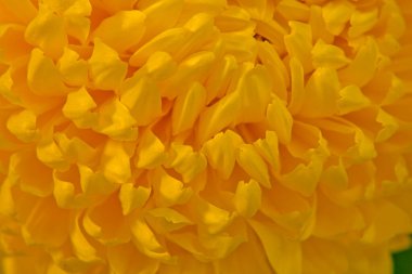 Makro fotoğrafçılıkta farklı renkte güzel kasımpatı tomurcukları.