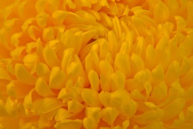 Makro fotoğrafçılıkta farklı renkte güzel kasımpatı tomurcukları.