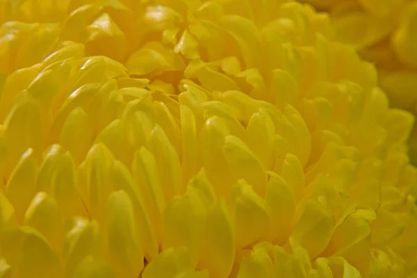 Красивые Бутоны Хризантем Разных Цветов Макрофотографии — стоковое фото