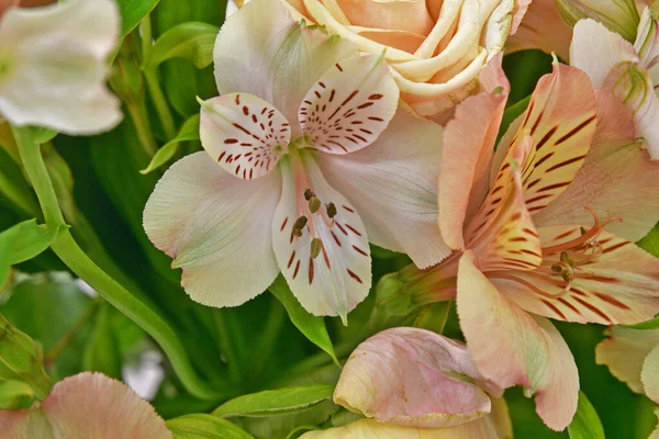 ベージュのバラとユリの花の美しい花束 — ストック写真