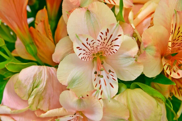 Beautiful bouquet of flowers of beige roses and lilies.