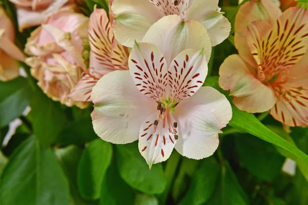 Beautiful bouquet of flowers of beige roses and lilies.